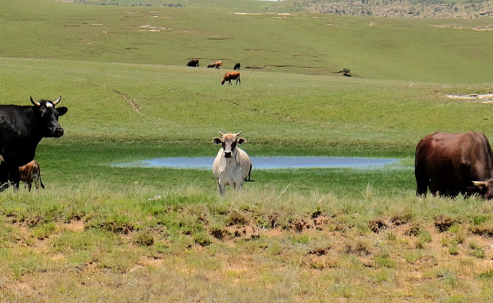 Real Wealth Is It in Land, Livestock, or the Stock Market